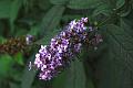 buddleja davidii